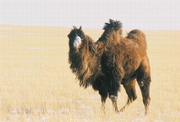 Male-camel--in-mating-time.jpg